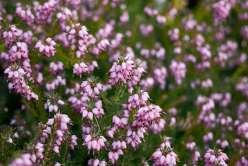 Fototapeta premium Erica carnea