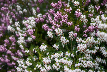 Obraz premium Erica carnea