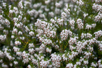 Fototapeta premium Erica carnea