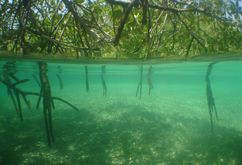 underwater scene caribbean sea venezuela