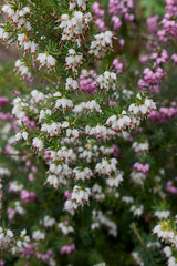 Erica carnea