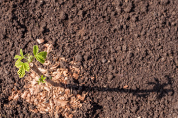 Garden. Spring. The first sprout of raspberries grew from the ground.