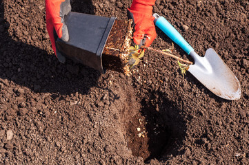 planting a young raspberry plant in the ground and the careful hands of a woman in garden gloves...
