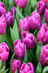 Fototapeta premium Grupa pięknych różowych tulipanów. Tulipany w słońcu.