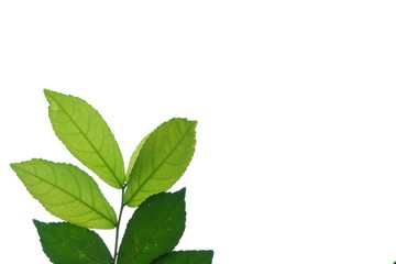 Tropical plant leaves with branches on white isolated background for green foliage backdrop and copy space 