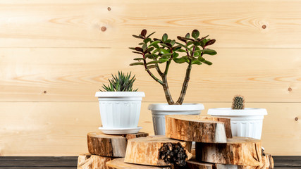 Succulent houseplants in a pots on rustic background