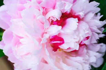 Pink peony with drops of water. Close-up. Floral background. Beautiful pink flower.