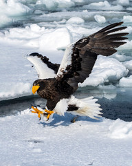 Steller's sea eagle fishing. Steller's sea eagle is the heaviest of eagles. It winters in Hokkaido where birding enthusiasts can observe in close proximity.