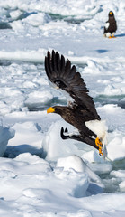Steller's sea eagle fishing. Steller's sea eagle is the heaviest of eagles. It winters in Hokkaido where birding enthusiasts can observe in close proximity.