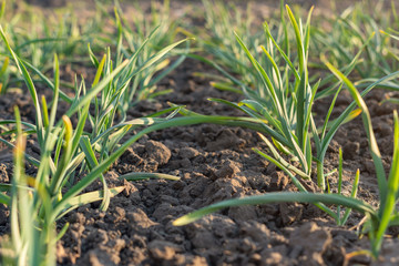 Fototapeta premium Beds with green garlic in the spring garden