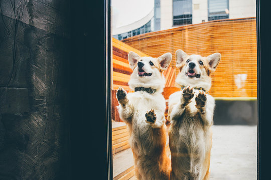 Two Funny Corgi Dog Waiting For Owner At The Door.