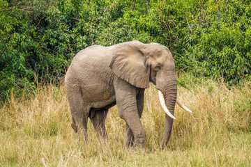 Naklejka na ściany i meble A big male elephant ( Loxodonta Africana) walking towards the riverbank of the Nile, Murchison Falls National Park, Uganda.