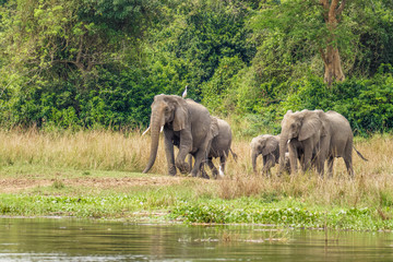 A herd of elephants ( Loxodonta Africana) walking towards the riverbank of the Nile, Murchison Falls National Park, Uganda.