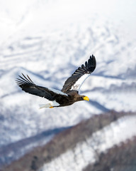 Steller's sea eagle with Shiretoko Mountains as a backdrop. Steller's sea eagle is the heaviest of eagles. It winters in Hokkaido where birding enthusiasts can observe in close proximity.