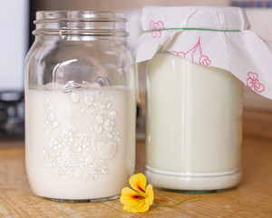 Freshly made and newly started with organic milk kefir in glass jars. Home production of healthy sour low lactose carbonated drink rich in probiotic bacteria for gut. Optionally vegan with nut milk