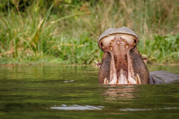 The common hippo (Hippopotamus amphibius) opening his big mouth, Murchison Falls National Park, Uganda.