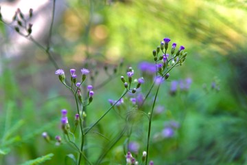 purple flowers in the meadow