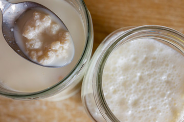 Close up of adding kefir starter grains to fresh organic farm milk. Home production of healthy sour low lactose carbonated drink rich in good probiotic bacteria for gut. Optionally vegan with nut milk