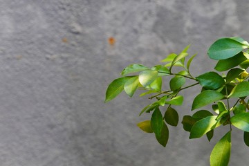 green leaves background