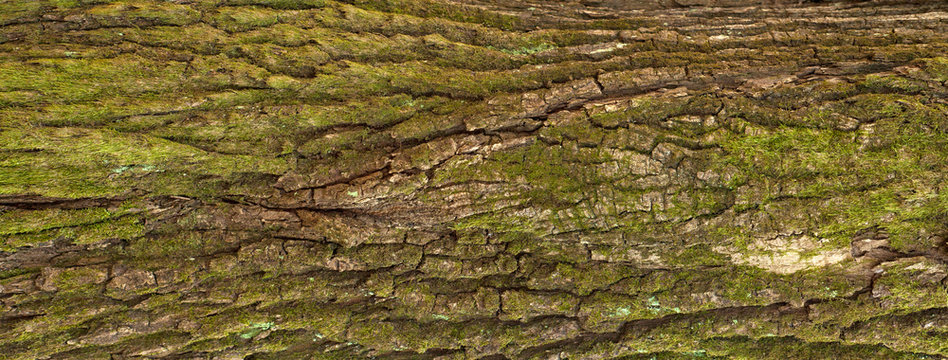 Embossed texture of the bark of oak. Panoramic photo of the oak texture with moss.