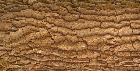 Embossed texture of the bark of oak. Panoramic photo of the oak texture with moss.