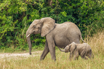 Naklejka na ściany i meble A female elephant with her baby ( Loxodonta Africana) walking, Murchison Falls National Park, Uganda.
