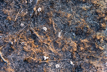 Texture of burnt grass in the field..