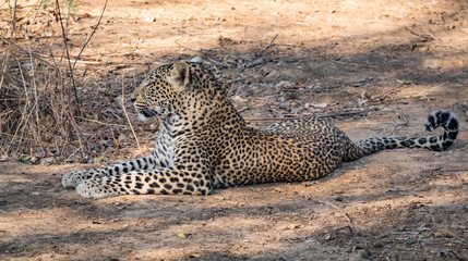 Wild leopard laid down on the ground