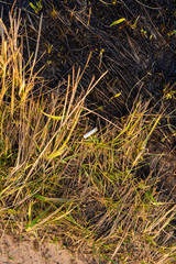 cigarette on the background of burnt grass, one of the causes of fires - obrazy, fototapety, plakaty