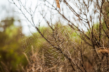 Obraz premium morning dew on spider web 