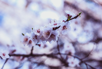 Sakura. Cherry Blossom. Spring Flovers.