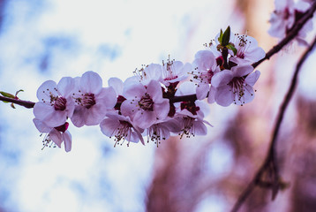 Sakura. Cherry Blossom. Spring Flovers.