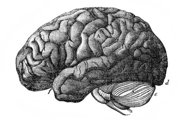 The brain of human from a side in the old book the Antiquity of man, by C. Lyell, 1864, St. Petersburg