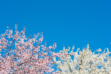 Blooming cherry tree on blue sky background. Selective focus