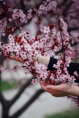 Fototapeta premium girl holds a branch of blossoming apricots in her hands.