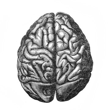 The chimpanzee brain in the old book the Antiquity of man, by C. Lyell, 1864, St. Petersburg