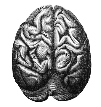 The illustration of brain in the old book the Antiquity of man, by C. Lyell, 1864, St. Petersburg