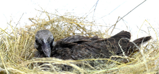 The cute little spotted dove or (spilopelia chinensis) or mountain dove or pearl-necked dove or lace-necked dove or spotted turtle-dove lying in a nest on a white background.