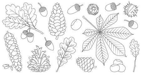 Acorn of oak outline vector set icon. Vector illustration autumn leaf and nut on white background.Isolated outline icon acorn and cone. © Svitlana