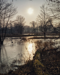 Sylwetki drzew podczas zachodu słońca © Krzysztof