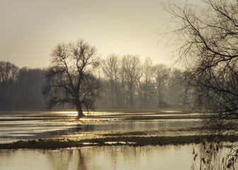 Sylwetki drzew podczas zachodu słońca © Krzysztof