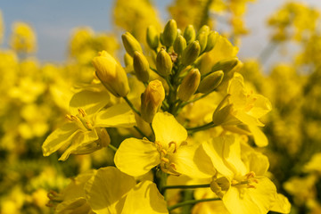 beautiful yellow rapeseed organic field in spring agriculture flowers close macro