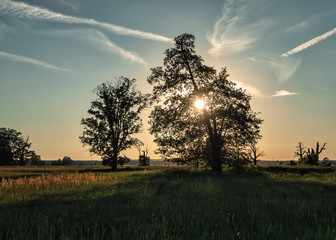 Sylwetki drzew podczas zachodu słońca © Krzysztof