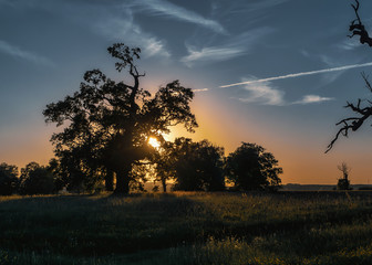 Sylwetki drzew podczas zachodu słońca © Krzysztof