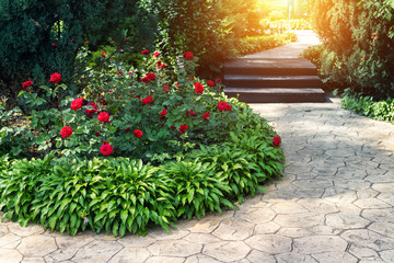 Beautiful flowerbed with blossoming red roses bushes and hosta flowers and juniper green coniferous...