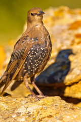 Starling, Sturnus vulgaris, Estornino Pinto, Castilla y León, Spain, Europe