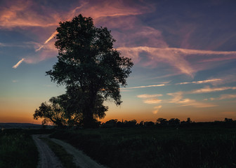 Sylwetki drzew podczas zachodu słońca