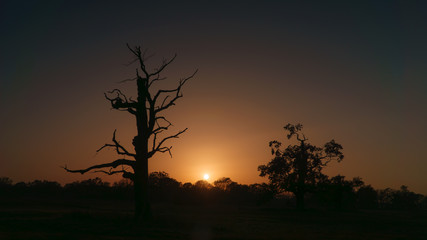 Fototapeta na wymiar Sylwetki drzew podczas zachodu słońca