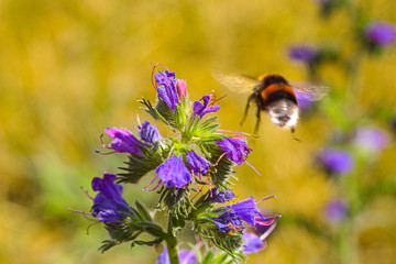 Hummel_8029 © Dieter Kenz