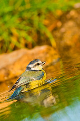 Blue Tit, Parus caeruleus, Herrerillo Común, Forest Pond, Castilla y León, Spain, Europe